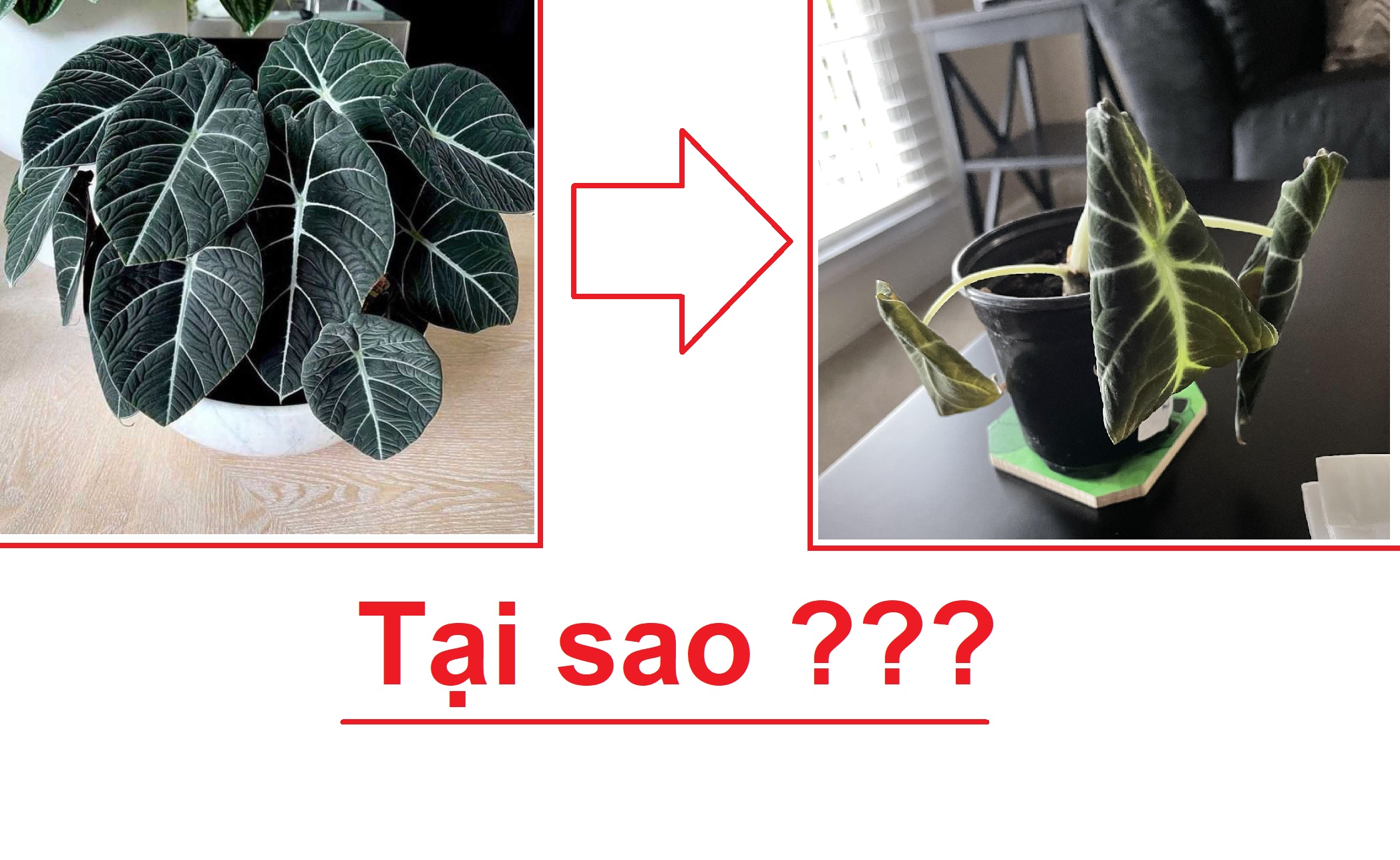 Những loại giá thể giúp cây Môn Alocasia dễ sống hơn